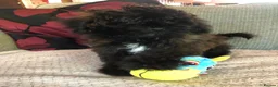 Shihpoo dogs for sale: shihpoo puppies for sale  - Advert 12