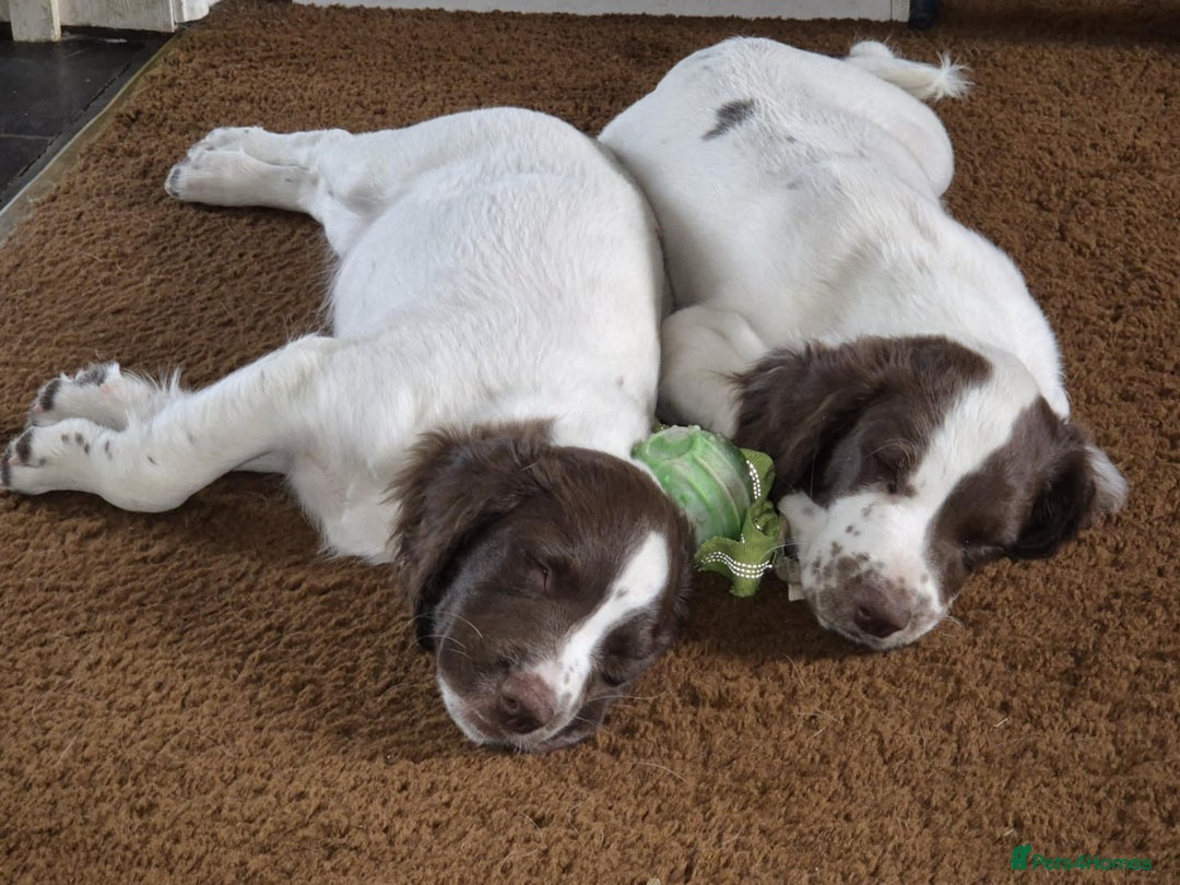 English Springer Spaniel dogs for sale: Springer Spaniel  - Image 2