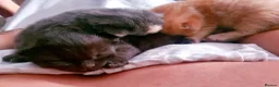 Mixed Breed cats for sale: One ginger boy left - Advert 5