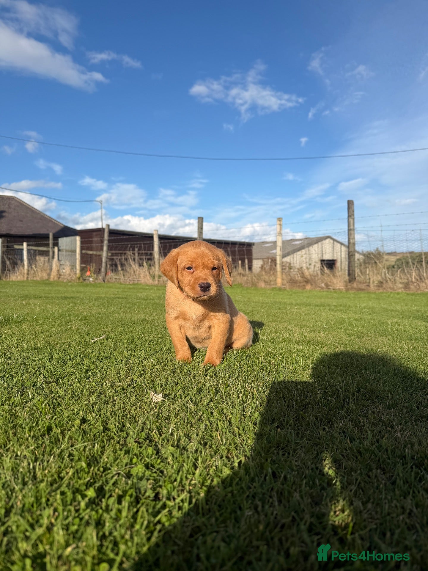 Labrador Retriever dogs Dark Yellow/ Red Labrador Dog  - Advert 2