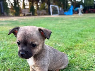 Jack Chi dogs Jack/chihuahua - Advert 8