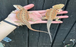 Bearded Dragon reptiles for sale: Various Bearded Dragon Morphs in Downham Market - Image 23