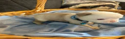 Pug dogs for sale: Unique pug puppies in Swanley - Advert 34