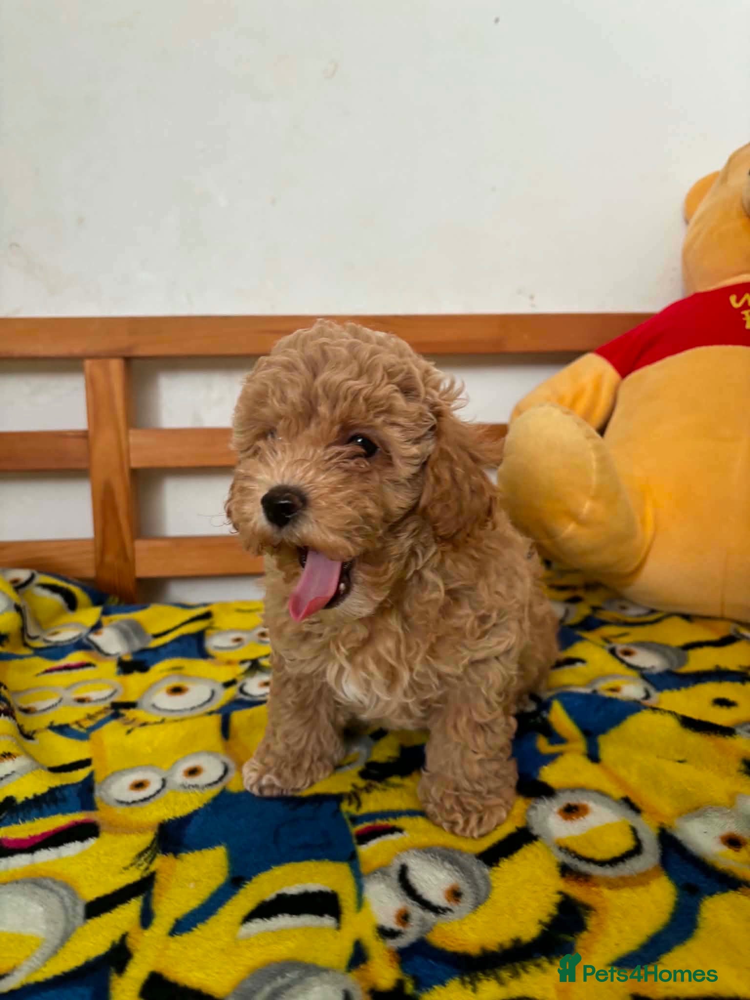 Maltipoo dogs Beautiful asian maltipoo puppy girl - Advert 5