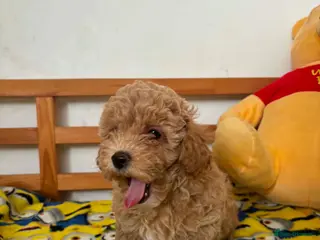 Maltipoo dogs Beautiful asian maltipoo puppy girl - Advert 5
