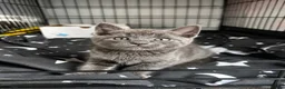 Scottish Fold cats for sale: 🐾 Beautiful Scottish Mix Kittens 🐾 - Advert 13
