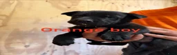Mixed Breed dogs for sale: Friendly puppies for sale  in Southampton - Advert 9