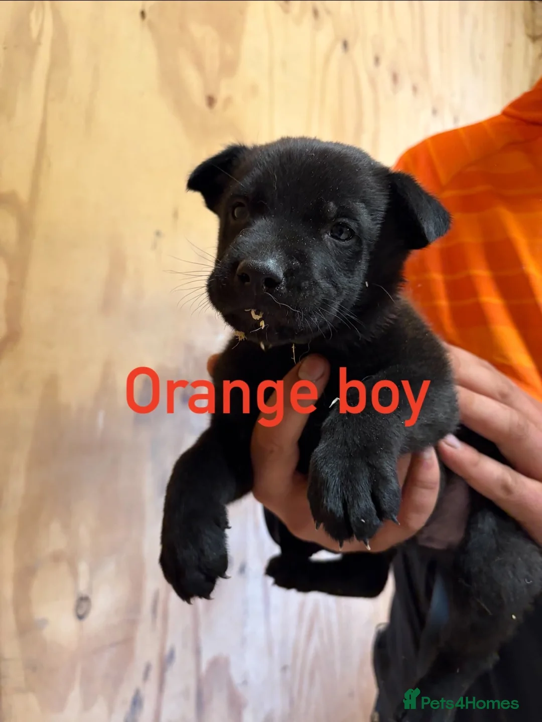 Mixed Breed dogs for sale: Friendly puppies for sale  in Southampton - Advert 9