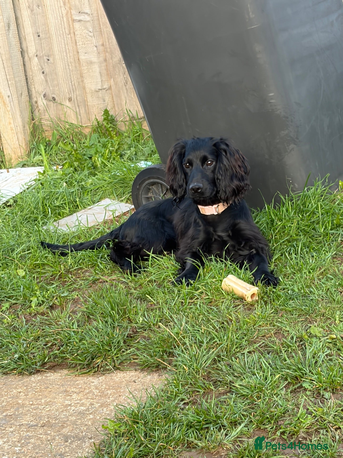 Cocker Spaniel dogs Cocker spaniel  - Advert 2