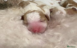 Double Doodle dogs for sale: Parti Double Doodles 🐾  - Image 1