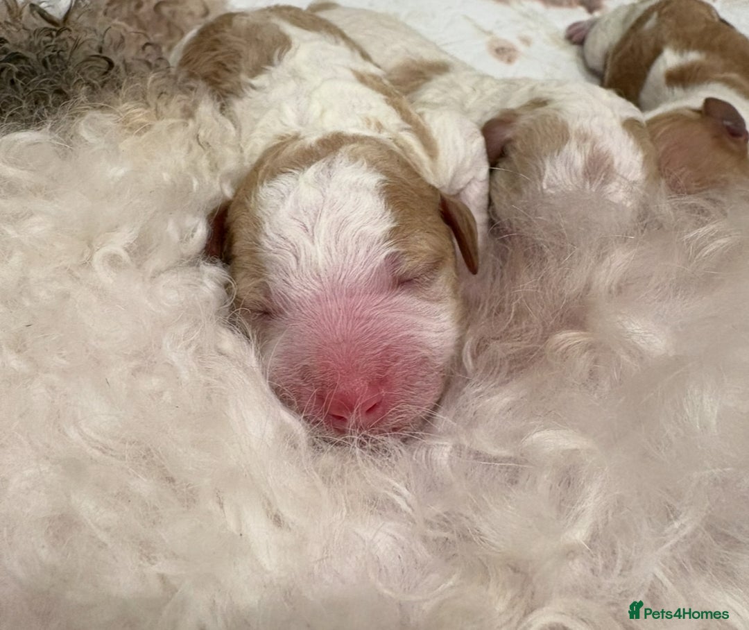 Double Doodle dogs for sale: Parti Double Doodles 🐾  - Image 1