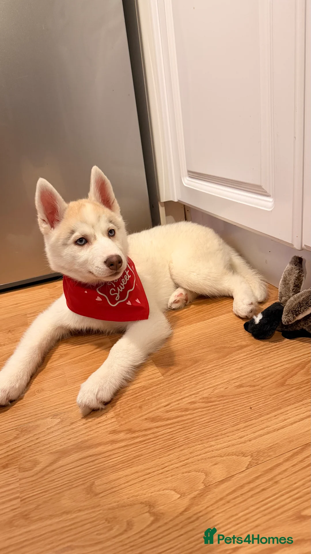 Siberian Husky dogs for sale: Siberian Husky puppy - 3 months old - Advert 2