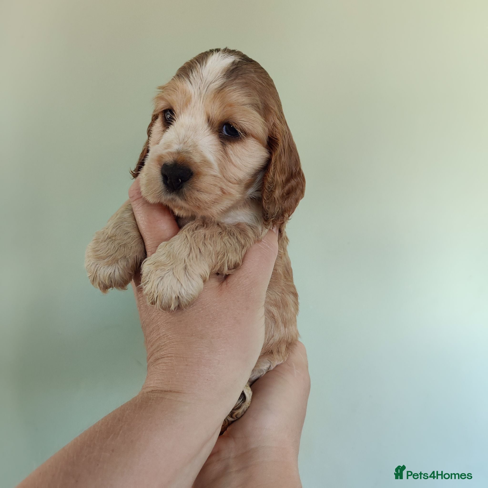 Cocker Spaniel dogs Stunning Show Type Cocker Spaniels  - Advert 1