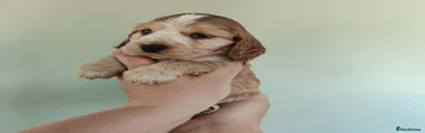 Puppy 2