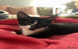 Bombay cats for sale: Kittens Looking for their new home - Image 6