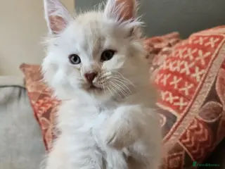 Maine Coon cats XXL Exceptional Pedigree Kittens Russian line - Advert 4