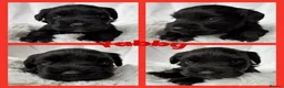 Miniature Schnauzer dogs for sale: BVA/MAC TESTED CLEAR - KC REG 2 BLACK GIRLS - Advert 16