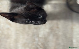 Mixed Breed cats for sale: Adorable kittens  - Image 4