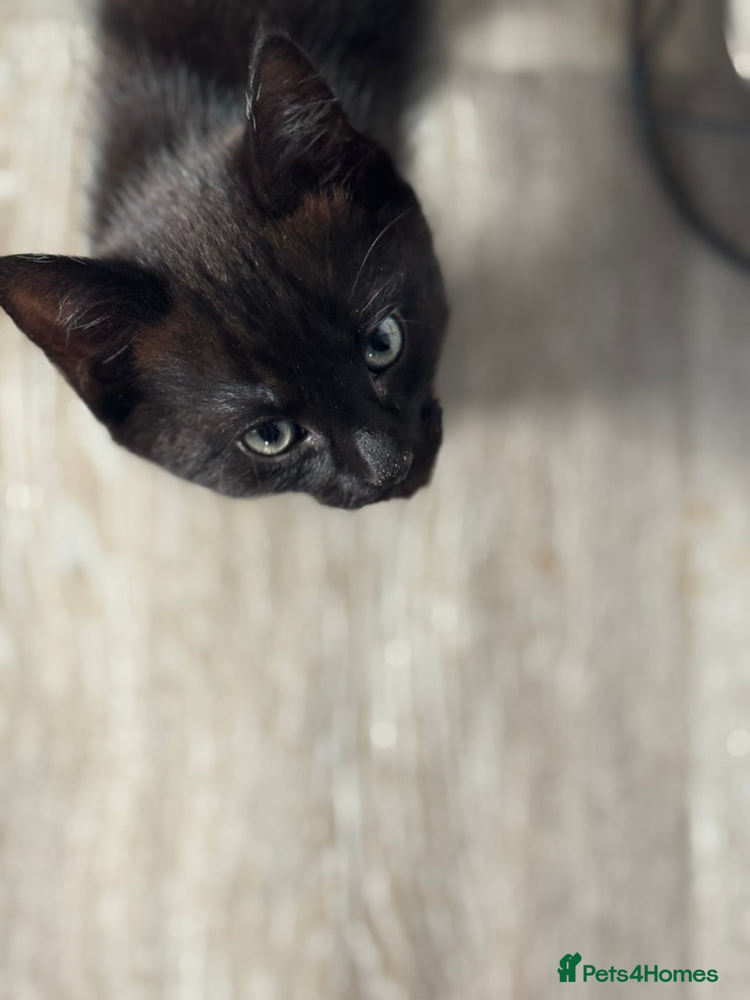 Mixed Breed cats for sale: Adorable kittens  - Image 4
