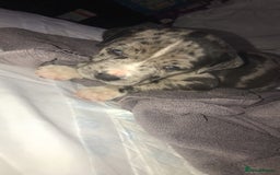 Dogue De Bordeaux dogs for sale: Male puppy for sale  - Image 1