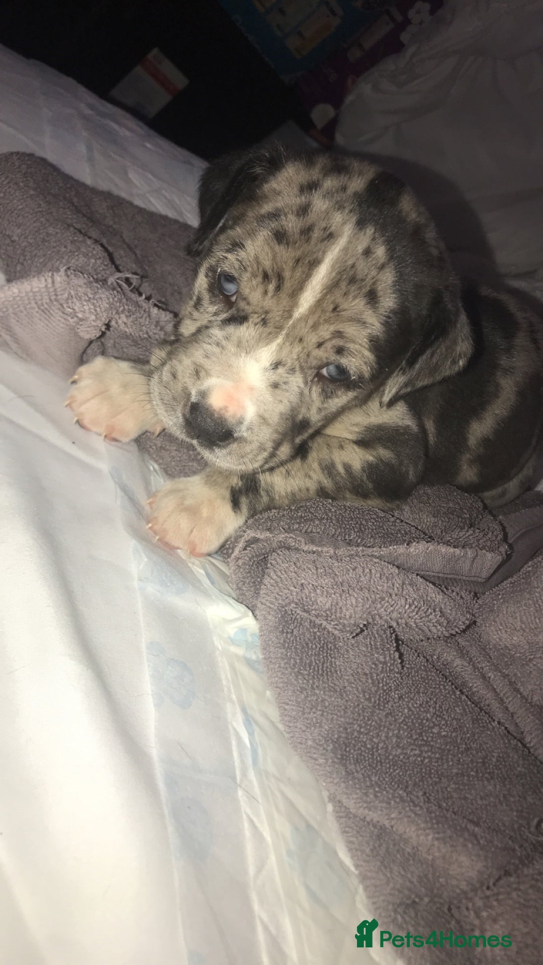Dogue De Bordeaux dogs for sale: Male puppy for sale  - Image 1