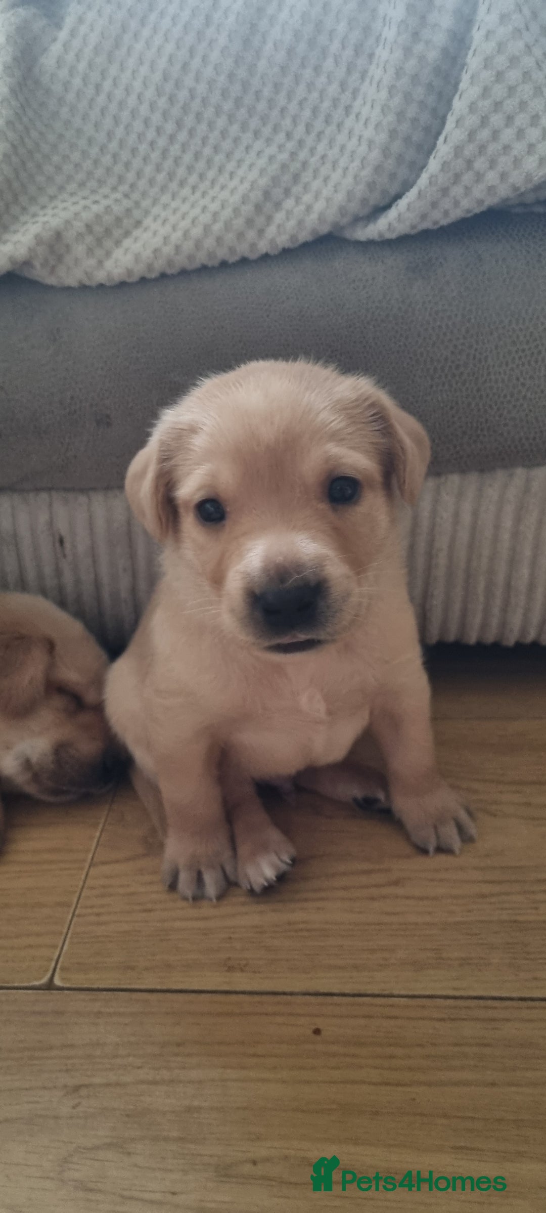 Labrador Retriever dogs for sale: Labrador puppies - Advert 9