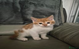 Mixed Breed cats for sale: 3 kittens - Image 1