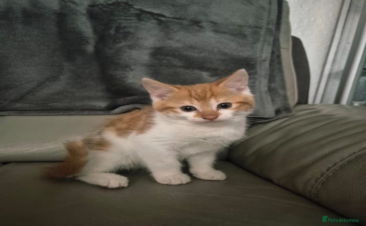 Mixed Breed cats - Advert 18