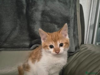 Mixed Breed cats - Advert 6