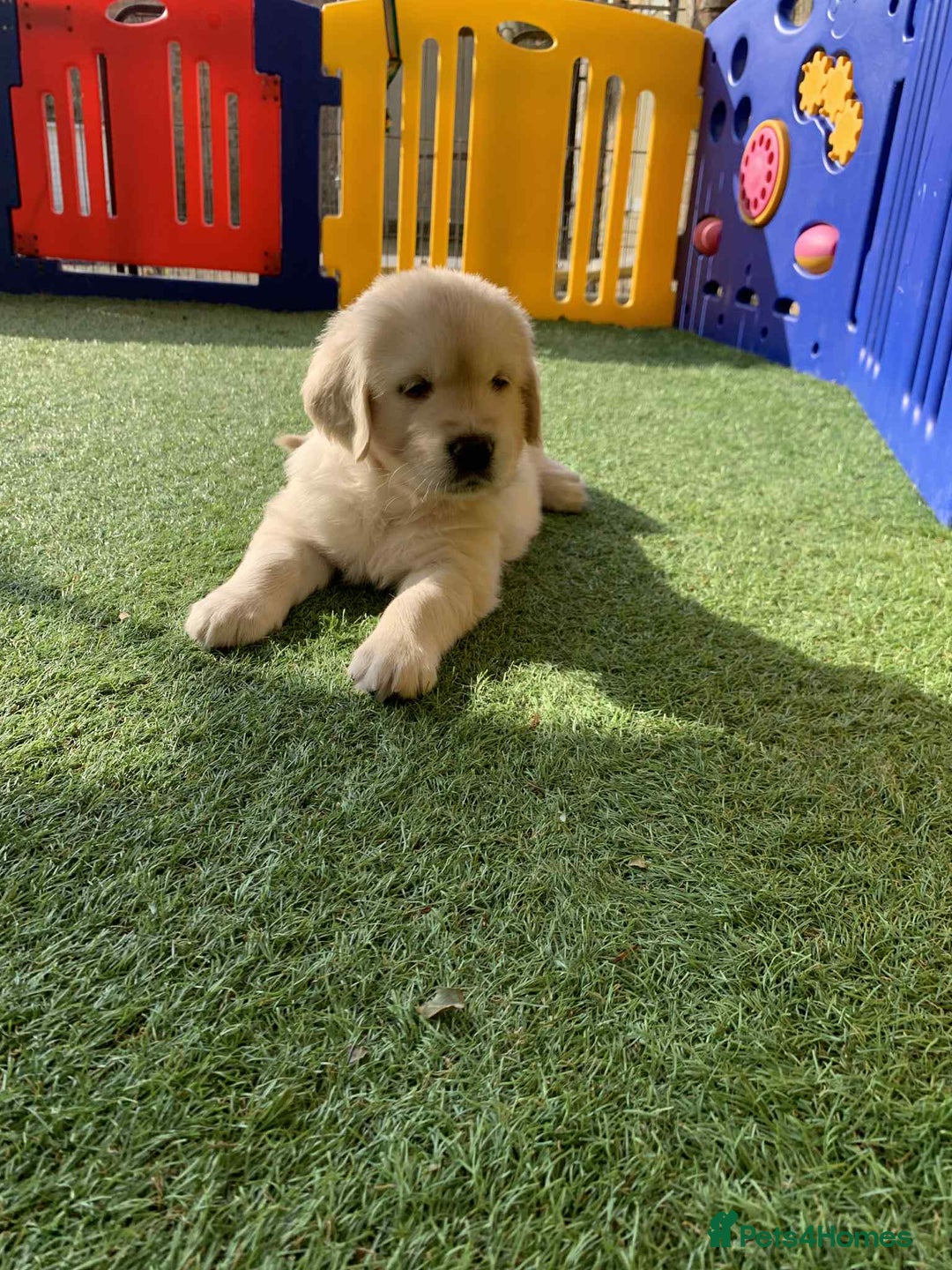 Golden Retriever dogs for sale: Gorgeous KC reg Golden Retriever Puppies - Image 31