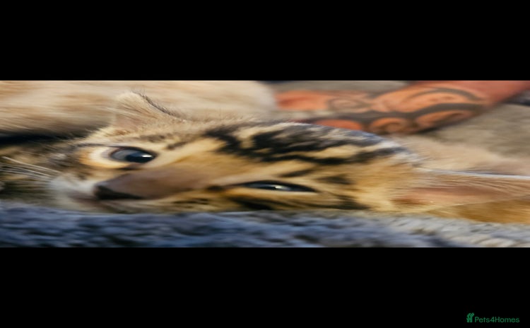 Bengal cats - Advert 2