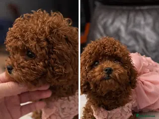 Toy Poodle dogs Teddy face Asian toy poodle girls - Advert 18