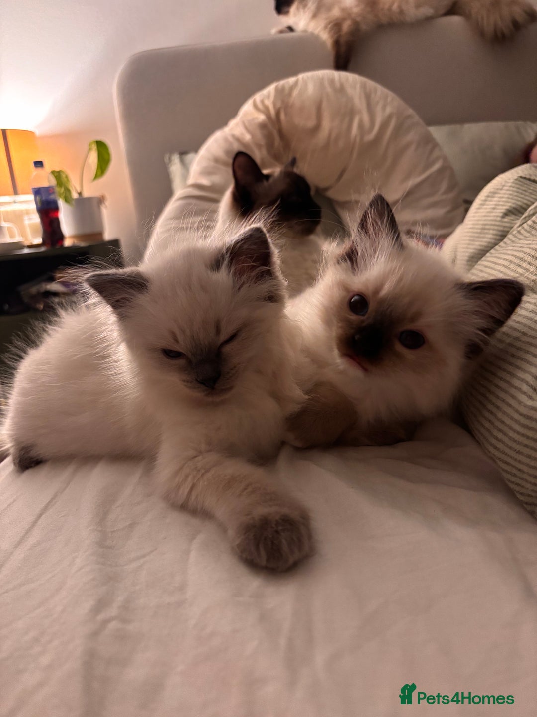 Ragdoll cats for sale: Last mitted Ragdoll boy available  - Advert 6