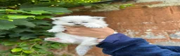 Ragdoll cats for sale: Beautiful Pure Blue Point Ragdoll  - Advert 17