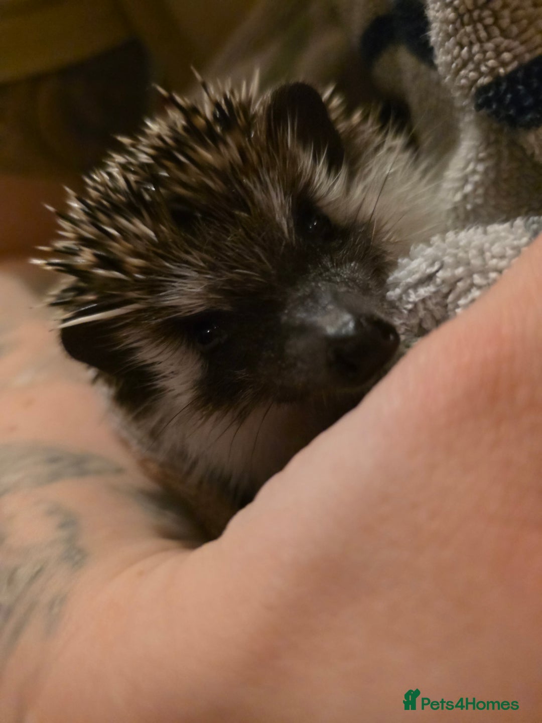 Pygmy Hedgehog rodents for sale: Male hedgehog with 3ft vivarium  - Advert 2