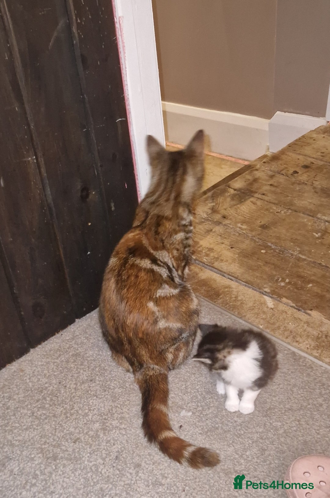 Mixed Breed cats for sale: 3 males kittens looking for furever homes - Image 5