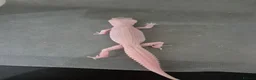 Leopard Gecko reptiles for sale: Baby leooard geckos for sale  - Advert 6