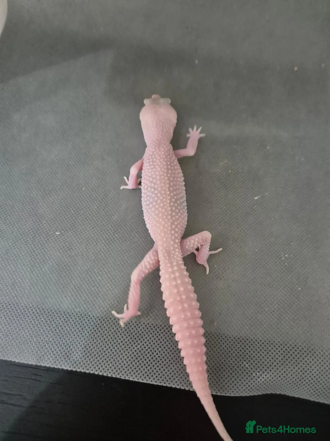 Leopard Gecko reptiles for sale: Baby leooard geckos for sale  - Advert 6