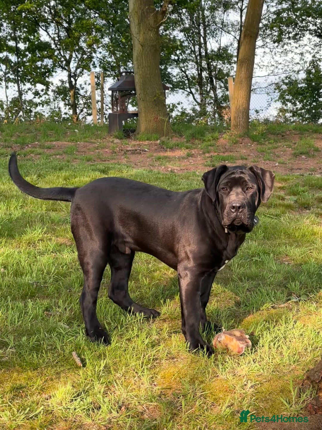 Cane Corso dogs for sale: Beautiful Cane Corso Puppies - Image 39