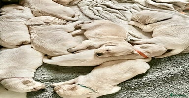 Golden Retriever dogs - Advert 2