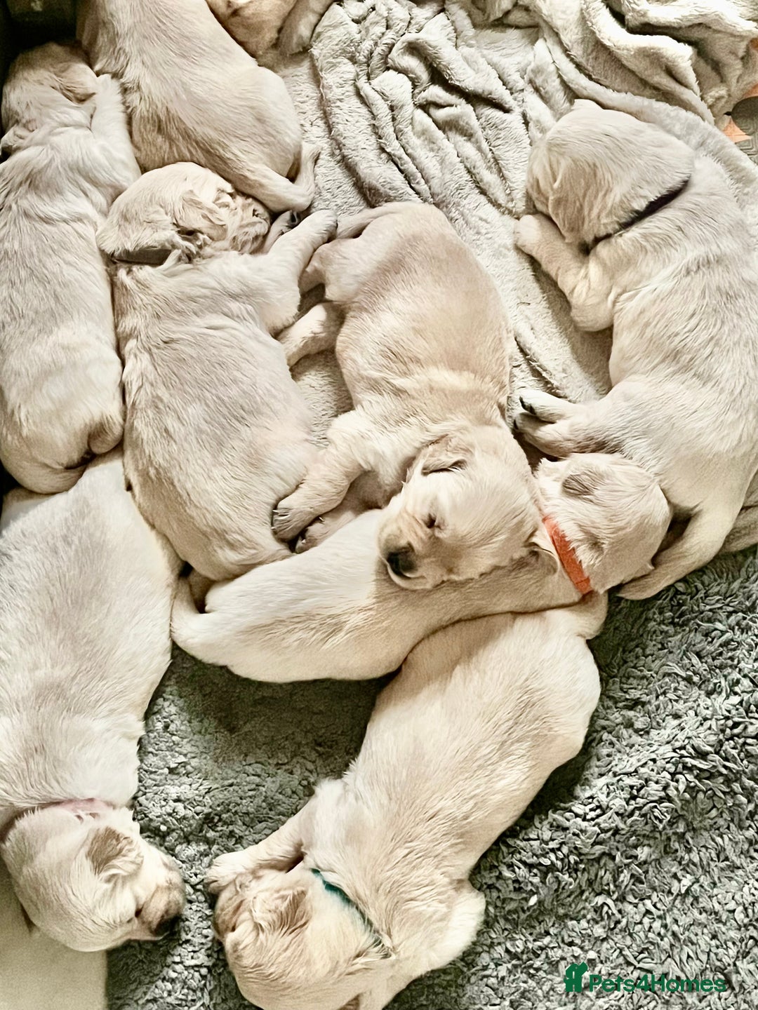 Golden Retriever dogs for sale: Beautiful KC Golden Retriever Babies  - Image 25