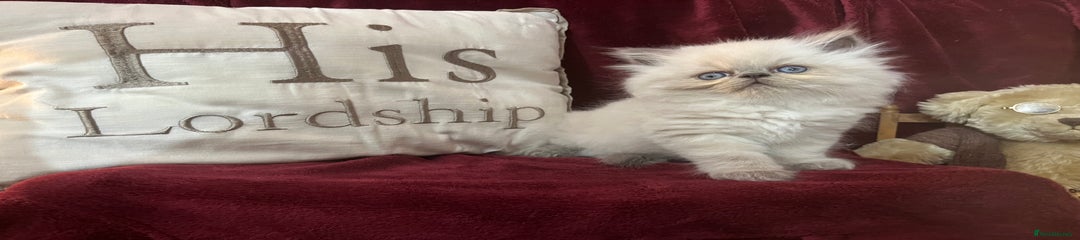 Persian Kitten 2