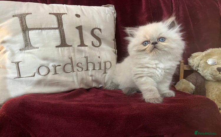 Persian cats - Advert 2