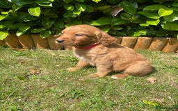 Labrador Retriever dogs for sale: Beautiful fox red lab puppies in Cambridge - Image 9