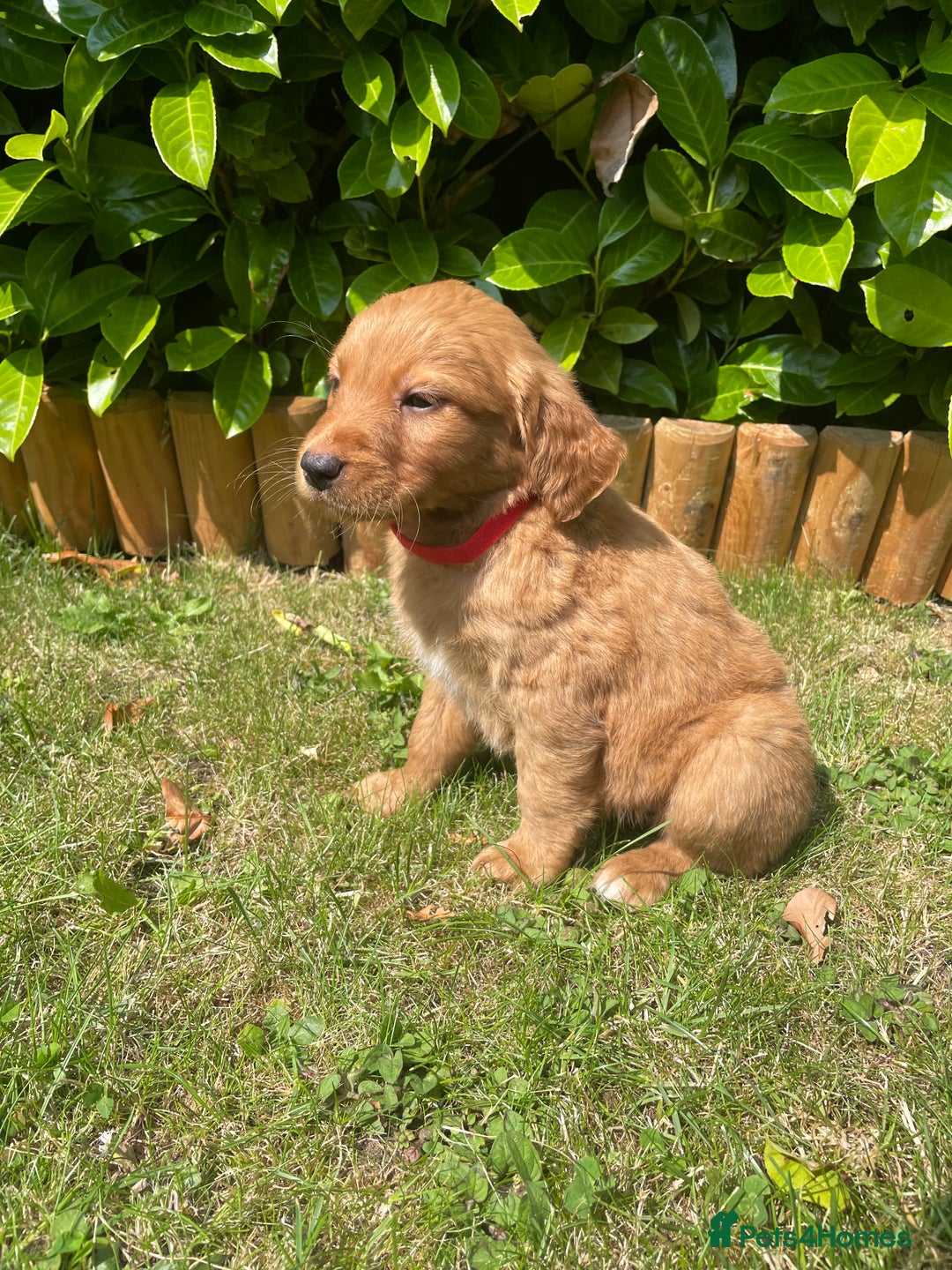 Labrador Retriever dogs for sale: Beautiful fox red lab puppies in Cambridge - Image 9
