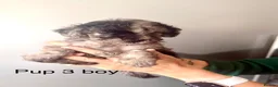 Cockapoo dogs for sale: Cockapoo puppies  - Advert 1
