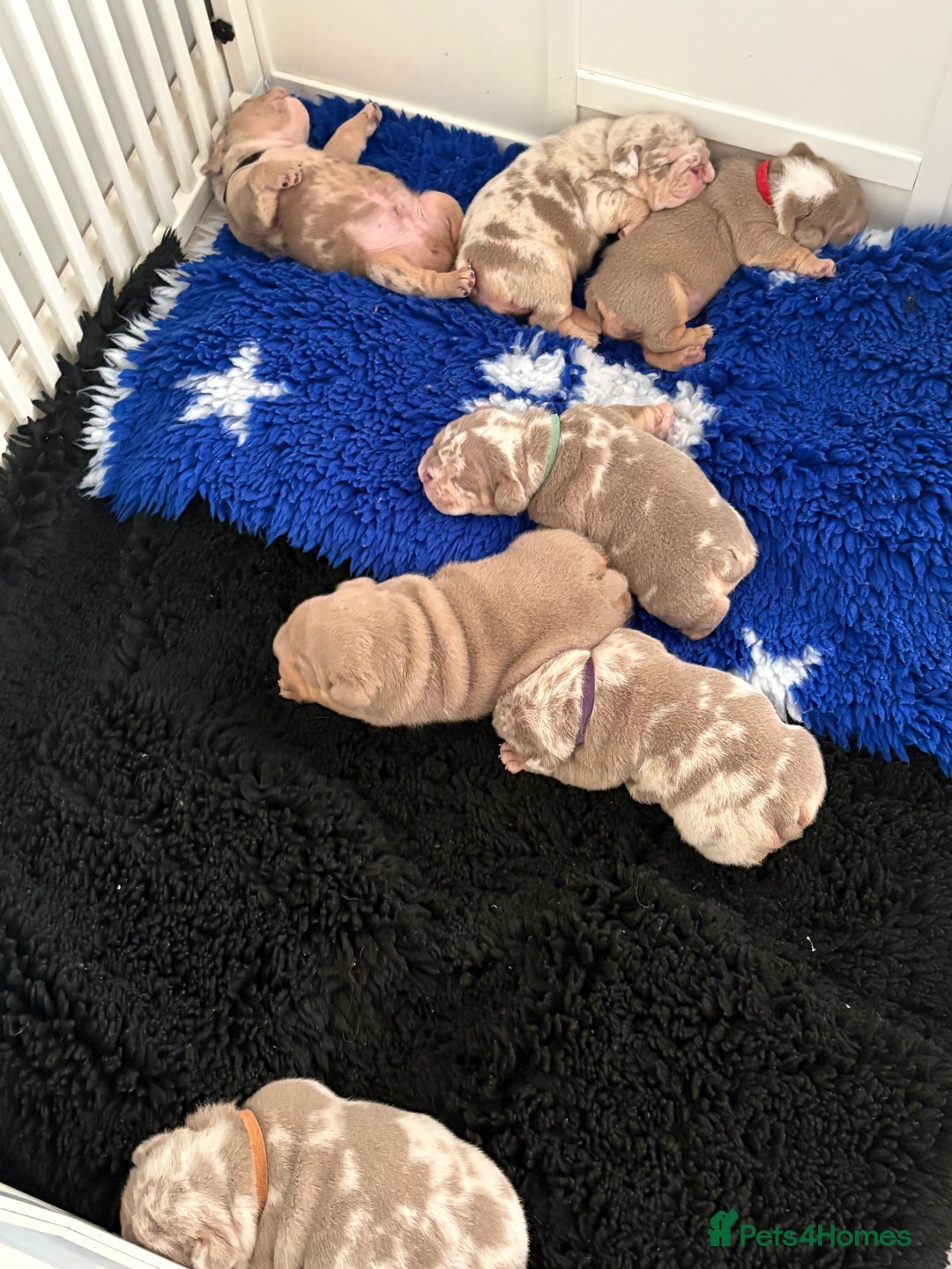 English Bulldog dogs for sale: Kc litter outstanding bloodlines bulldog pups  - Image 18