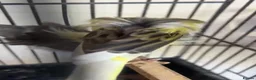 Canaries birds for sale: Canary Pair + Male Goldfinch Available - Advert 5