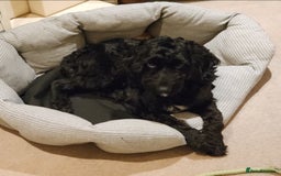 Cockapoo dogs for sale: 1 year old male cockapoo - Advert 4