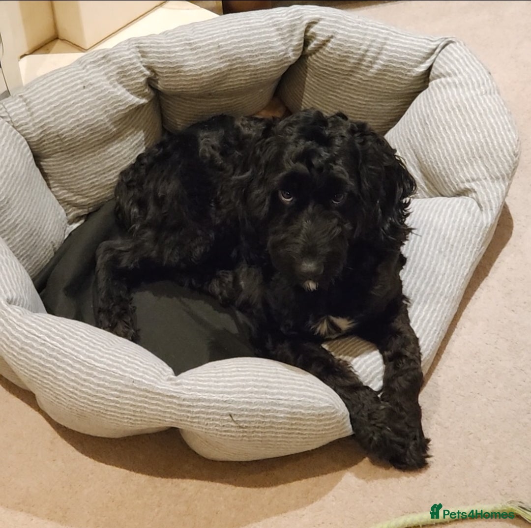 Cockapoo dogs for sale: 1 year old male cockapoo - Advert 4